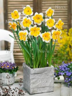 Lukovice: Narcis split Orangery – 3 lukovice