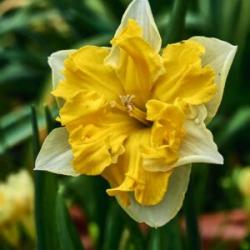 Lukovice: Narcis split Chanterelle – 3 lukovice