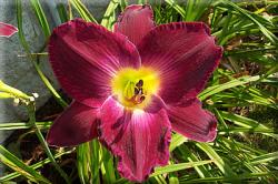 Perene: P516-Hemerocallis Strutters Ball-1 sadnica