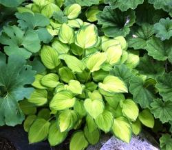 Perene: HOSTA Emerald Tiara P649-1 sadnica