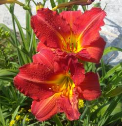 Perene: P0107 - Hemerocallis Red Rum