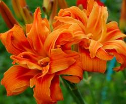 Perene: P99701 - Hemerocallis Apricot Beauty