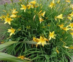 Perene: Hemerocallis dumortierii Citrina P440