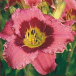 Perene: HEMEROCALLIS Always Afternoon P36220