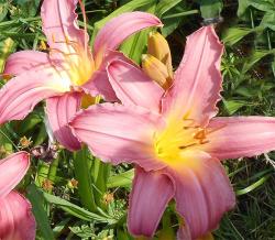 Perene: Hemmerocallis Cara Mia – P688