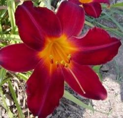 Perene: P535-Hemerocallis Chipper Cherry-1 sadnica