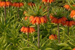 Lukovice: Fritillaria Imperialis Aurora – 1 lukovica