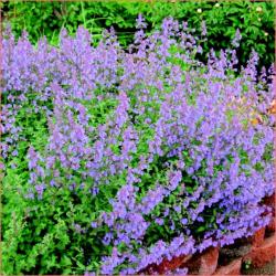 Perene: Nepeta - macina trava P0135