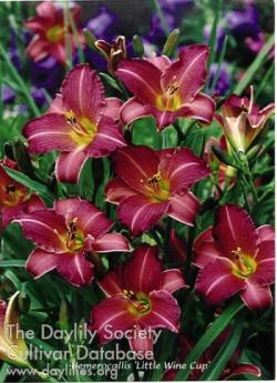 Perene: Hemerocallis Little Wine cup P556