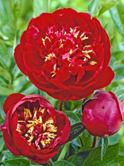 Sadnice - žbunaste vrste: Božur-Paeonia Lactiflora Buckeye Belle 88130-1 sadnica