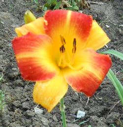 Perene: Hemerocallis Cathys Sunset P415