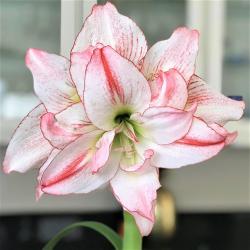 Lukovice: Amaryllis Double Aphrodite