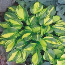 Perene: Hosta Rainbow’s End P88143-1 sadnica