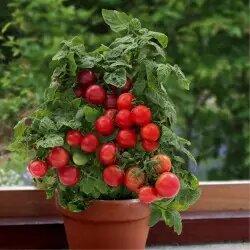 Sadnice - povrća: Cherry paradajz Vilma - 1 sadnica