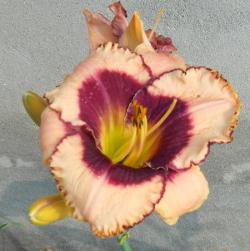 Perene: Hemerocallis Daring Deception P410