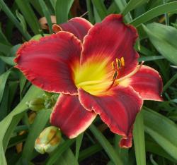 Perene: P532-Hemerocallis Roses in Snow