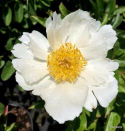 Sadnice - žbunaste vrste: Paeonia Lactiflora Krinkled White 10143-1 sadnica