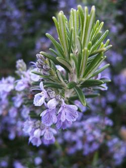 Začini i lekovito bilje: Rosmarinus officinalis - Ruzmarin (seme)