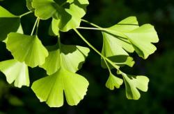 Seme drveća: Ginkgo biloba - Ginko seme