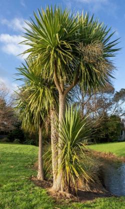 Seme cveća: Cordyline australis (seme)