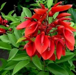 Seme drveća: Erythrina crista-galli (seme) 