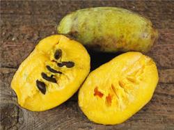 Seme voća: Paw paw (seme 3kom) Indijanska banana ASIMINA triloba