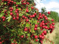 Seme žbunastih vrsta: Crataegus monogyna - Glog (seme)