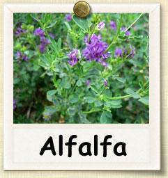 Začini i lekovito bilje: Alfalfa Medicago Sativa (seme)