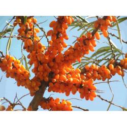 Seme voća: Hippophae rhamnoides Pasji trn - Sea Buckthorn (seme)