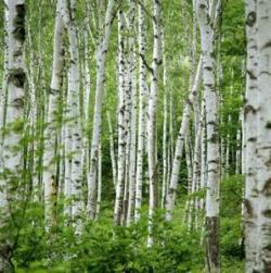 Sadnice - drveće: Betula - Breza (seme)