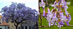 Seme drveća: Paulownia tomentosa - Paulovnija  200 semenki!!!