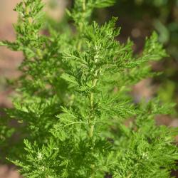 Začini i lekovito bilje: Slatki pelin (seme) Artemisia annua 