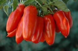 Seme povrća: San Marzano lungo paradajz (seme) heirloom