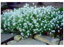 Seme cveća: Alisum (seme) Alyssum maritimus Snezna staza