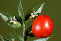 Perene: RUSCUS aculeatus - Veprina (seme)