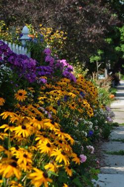 Seme cveća: Rudbeckia zuta (seme)