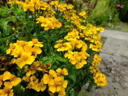 Začini i lekovito bilje: Meksicki estragon (seme) Tagetes lucida