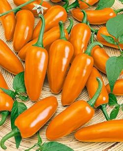 Seme povrća: Orange chilli ljuta paprika (seme)