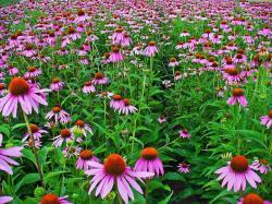 Začini i lekovito bilje: Echinacea (seme) - Ehinacea