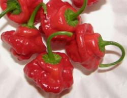 Seme povrća: Jamaican Hot Chilli (seme) Čili paprika