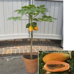 Seme voća: Carica papaya - Papaja (seme)