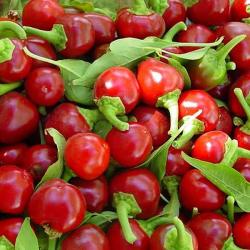 Seme povrća: Cili paprika - Chili cherry (seme)