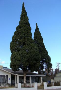 Sadnice - drveće: Cupressus sempervirens - Mediteranski čempres (seme)