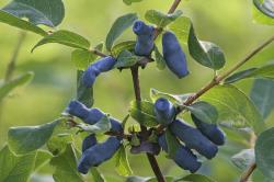 Seme voća: Lonicera caerulea (seme) Kamcatska borovnica 