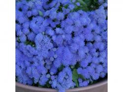 Seme cveća: Ageratum poustonianum (seme)