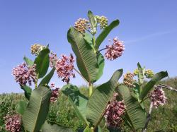 Seme cveća: Asclepias syriaca (seme)