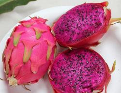 Seme voća: Dragon fruit ljubicast (seme) Zmajevo voce