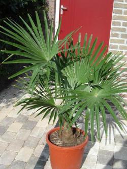 Seme drveća: Trachycarpus fortunei (seme) 