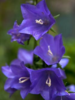 Seme cveća: Campanula (seme) Zvoncic