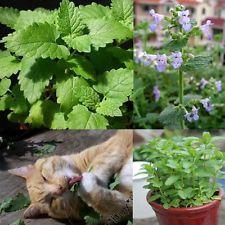 Začini i lekovito bilje: Macina trava ( Nepeta cataria )